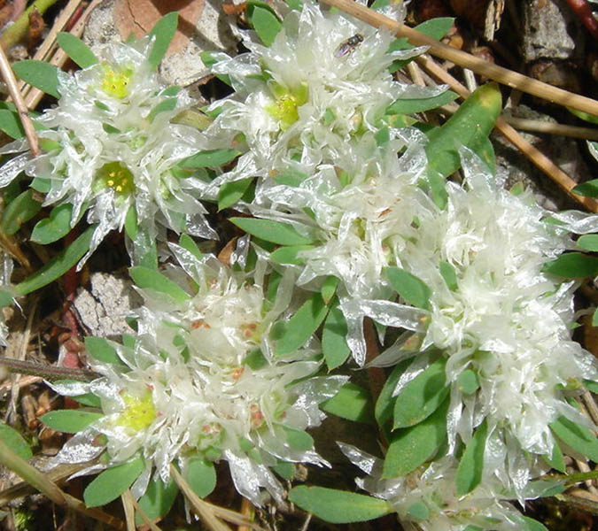 Paronychia argentea photo